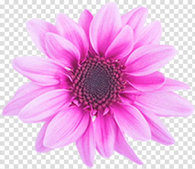 Flowers, Chrysanthemum, Transvaal Daisy, African Daisies, Violet, Pink, Dahlia, Coneflower transparent background PNG clipart