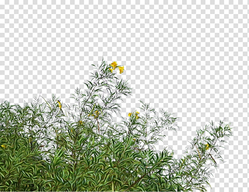 plant flower vegetation grass flowering plant, Watercolor, Paint, Wet Ink, Shrub, Tree, Subshrub, Herbaceous Plant transparent background PNG clipart