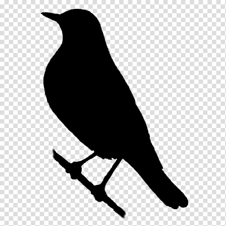 Robin Bird, American Crow, American Sparrows, Beak, Silhouette, Common Raven, Black, Blackbird transparent background PNG clipart