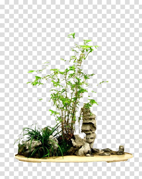 Bamboo Tree, Bonsai, Penjing, Flowerpot, Sinobambusa Tootsik, Four Gentlemen, Garden, Three Friends Of Winter transparent background PNG clipart