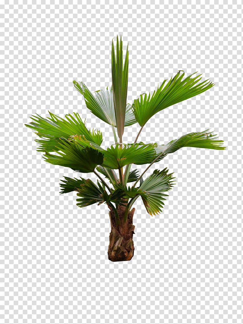 Coconut Tree, Palm Trees, Frond, Asian Palmyra Palm, Palm Branch, Rhapis Excelsa, Leaf, Plants transparent background PNG clipart