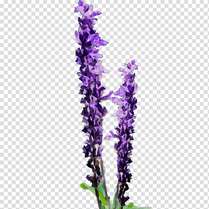 Oil Painting Flower, English Lavender, Floral Design, Lavender Oil, Watercolor Painting, Violet, Drawing, Purple transparent background PNG clipart