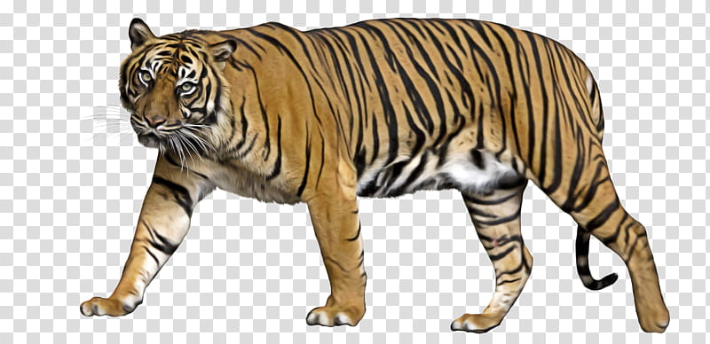 Cats, Felidae, Liger, Lion, Bengal Tiger, Jaguar, Sumatran Tiger, Tiger Temple transparent background PNG clipart