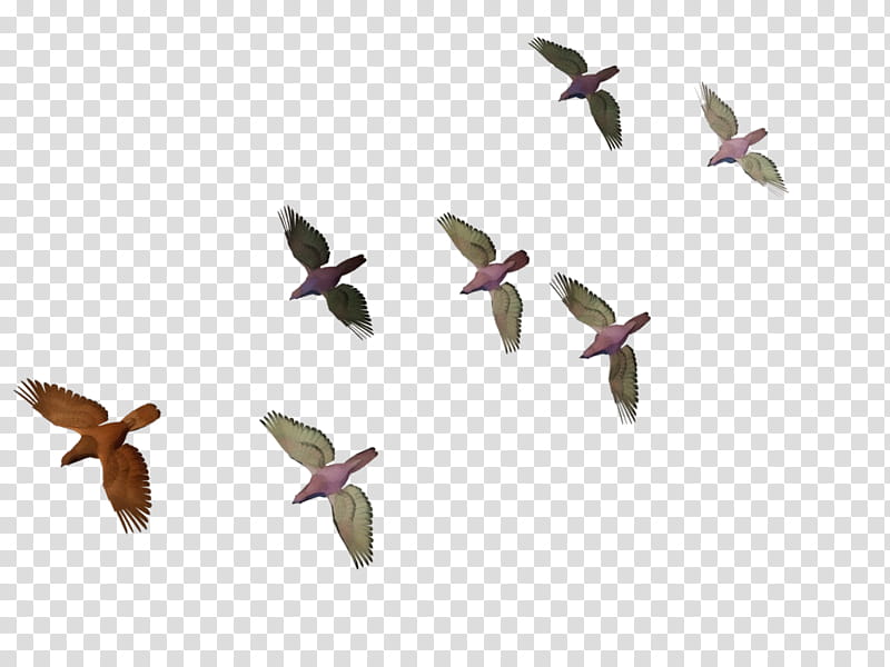 bird flock animal migration wing bird migration, Watercolor, Paint, Wet Ink, Plant, Animal Figure transparent background PNG clipart