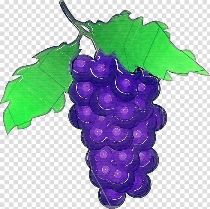 grape grape leaves seedless fruit grapevine family vitis, Leaf, Plant, Violet, Purple transparent background PNG clipart