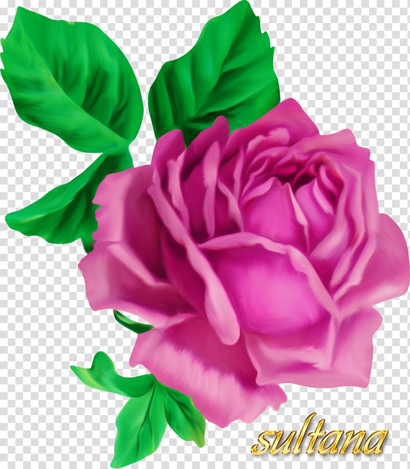 Pink Flowers, Floral Design, Garden Roses, Flower Bouquet, Old Roses The Master List, Cut Flowers, Rose Family, China Rose transparent background PNG clipart
