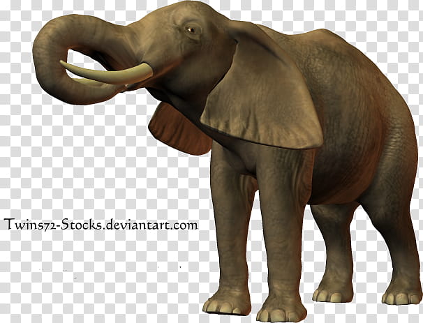 Twins Poser , gray elephant transparent background PNG clipart