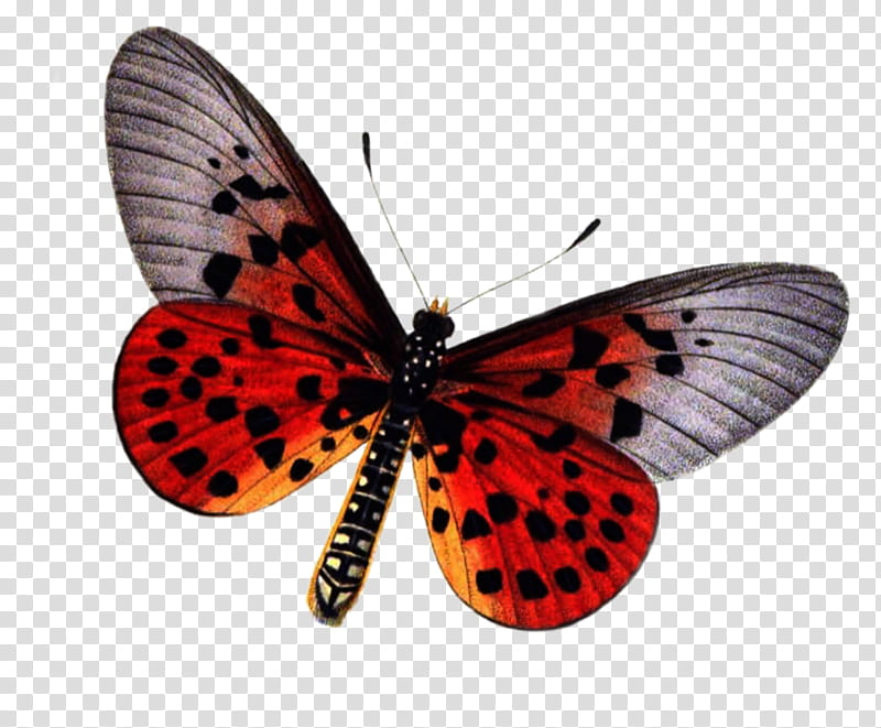 Butterfly, black and red butterfly illustration transparent background PNG clipart