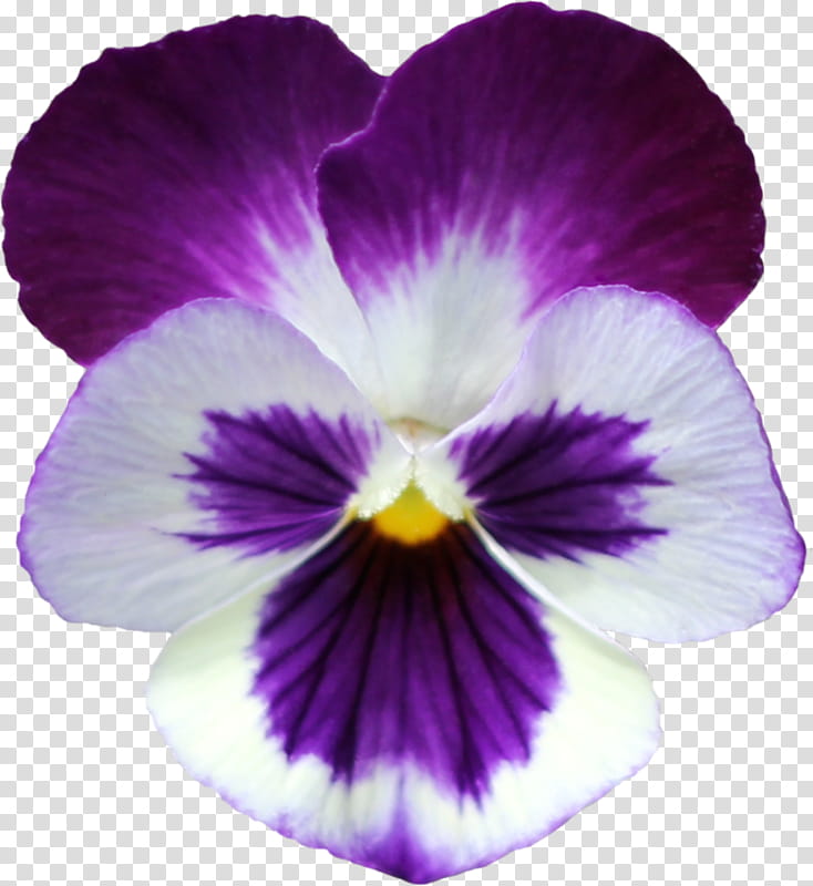 Violet Flower, Pansy, Violets, Email, Petal, Wild Pansy, Purple, Violet Family transparent background PNG clipart