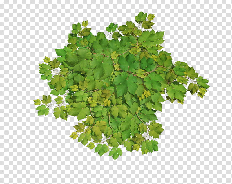 D Poison Ivy, green leaves transparent background PNG clipart