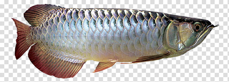 Silver, Arowana, Asian Arowana, Silver Arowana, Fish, Tilapia, Endangered Species, Fresh Water transparent background PNG clipart