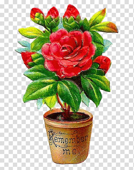 Spring Vintage s, red rose in pot illustration transparent background PNG clipart