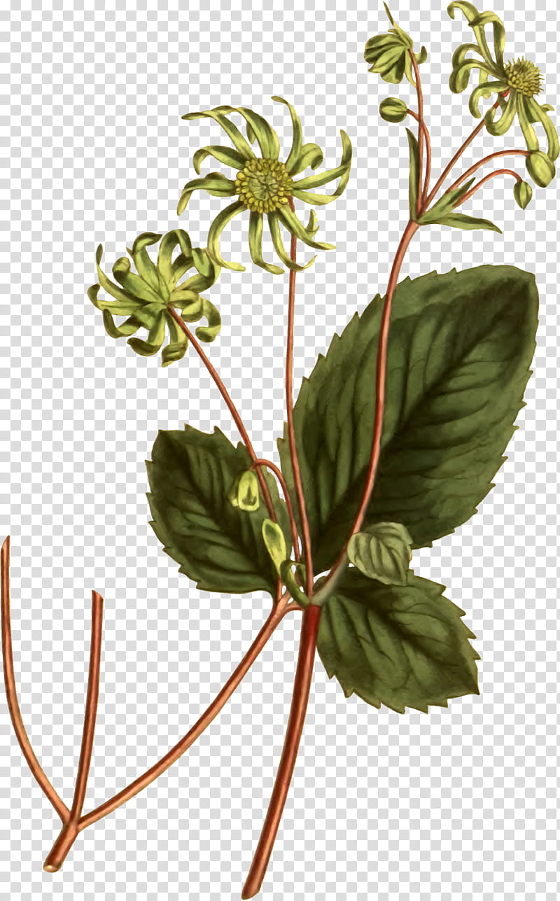 Flower Drawing, Curtiss Botanical Magazine, Plant, Flora, Leaf, Plant Stem, Herb, Flowerpot transparent background PNG clipart