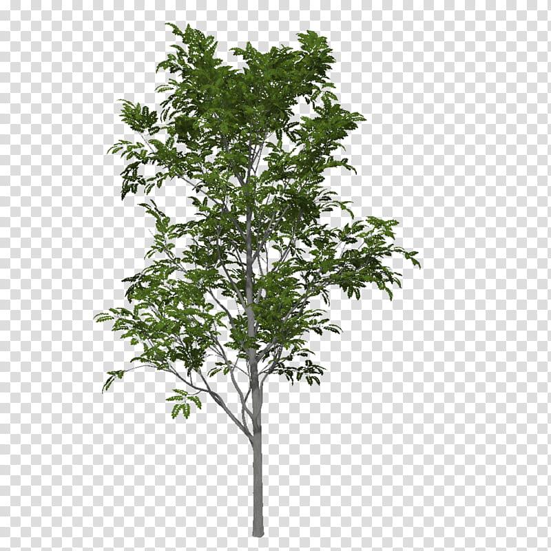 Family Tree, Deciduous, Topiary, European Beech, Ash, Oak, Elm, Plants transparent background PNG clipart