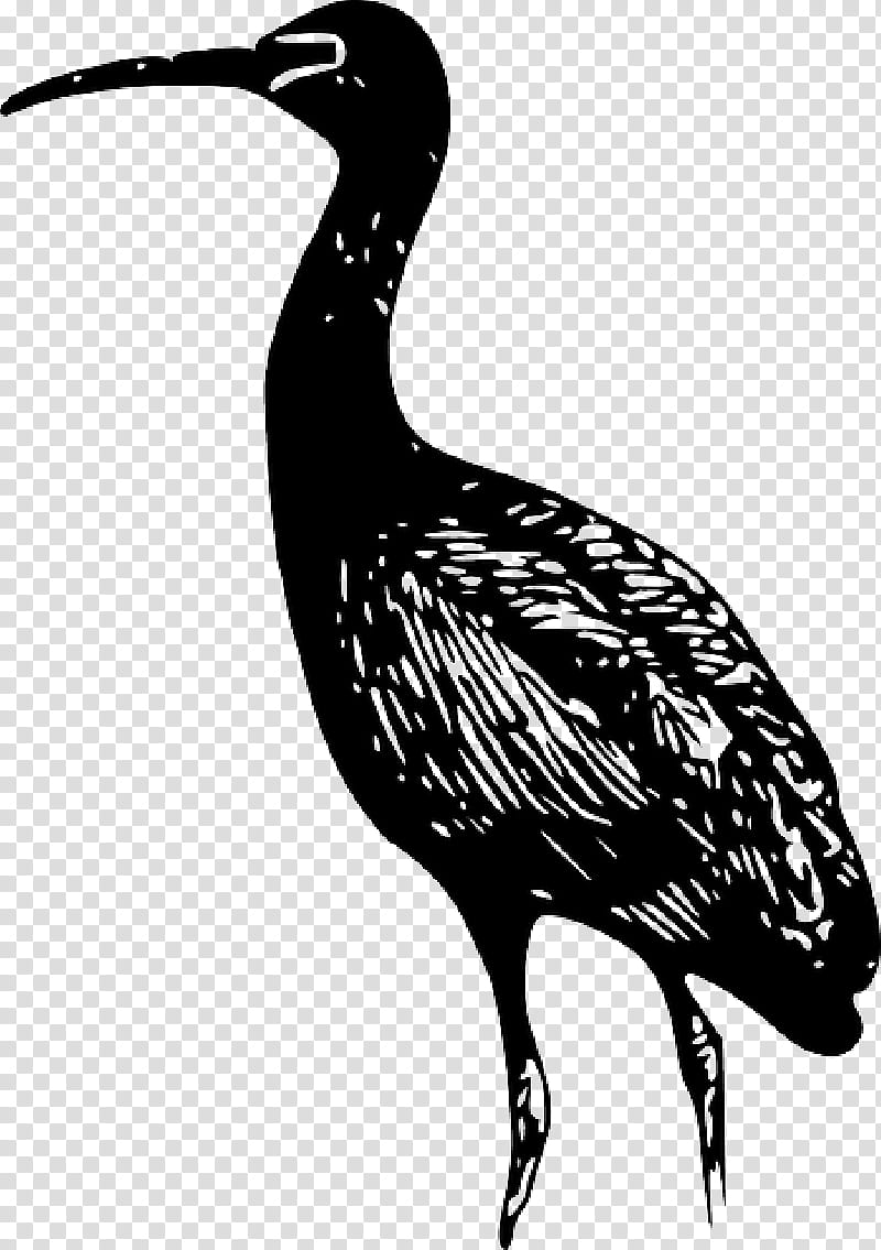 Bird Line Drawing, Ibis, Line Art, Bald Eagle, Pelican, Bird Nest, Silhouette, Bird Flight transparent background PNG clipart
