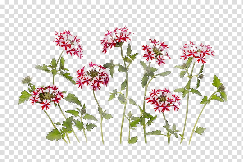 Floral Flower, Floral Design, Cut Flowers, Herbaceous Plant, Plant Stem, Annual Plant, Shrub, Plants transparent background PNG clipart