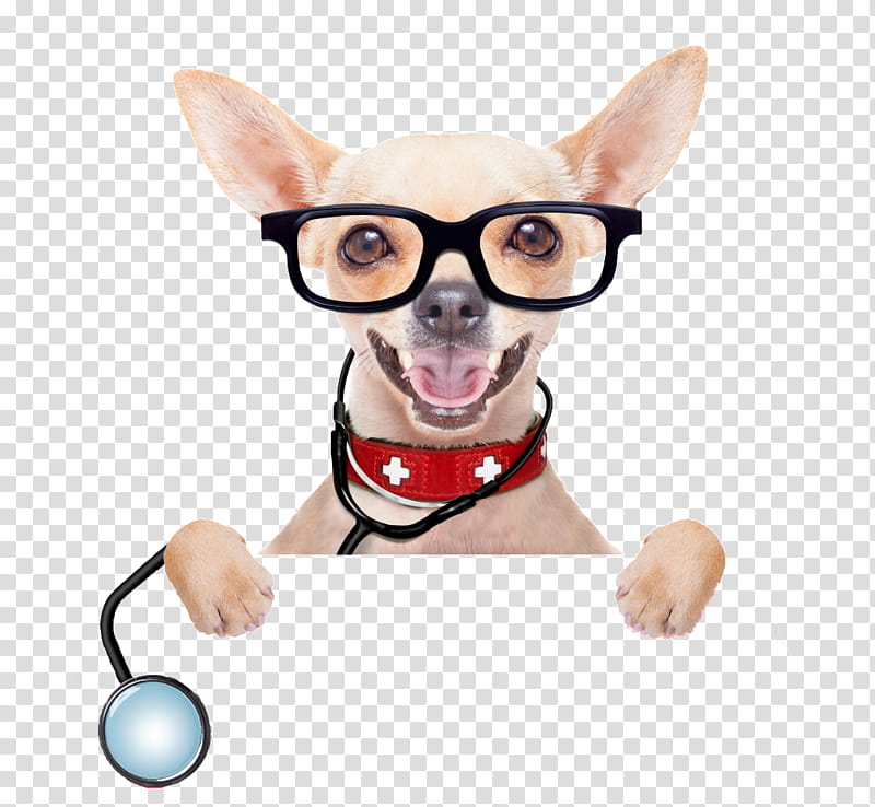 Cat And Dog, Pet First Aid Emergency Kits, Chihuahua, First Aid Kits, Veterinarian, Pet Insurance, Dog Hiking, Petplan transparent background PNG clipart