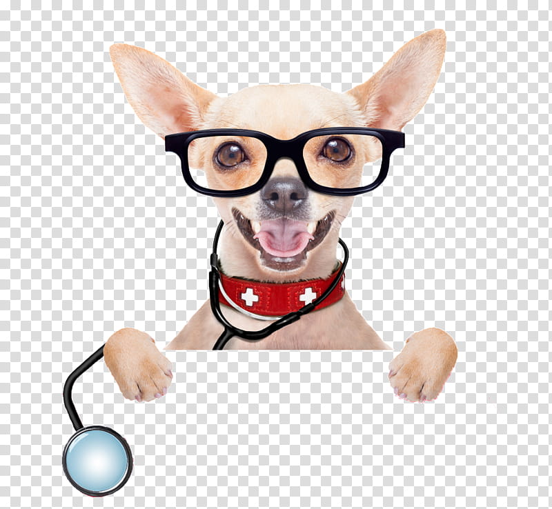 Cat And Dog Pet First Aid Emergency Kits Chihuahua First Aid Kits Veterinarian Pet Insurance Dog Hiking Petplan Transparent Background Png Clipart Hiclipart