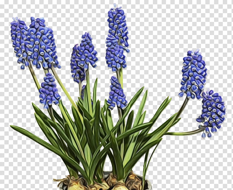 Lavender, Watercolor, Paint, Wet Ink, Flower, Flowering Plant, Grape Hyacinth, French Lavender transparent background PNG clipart