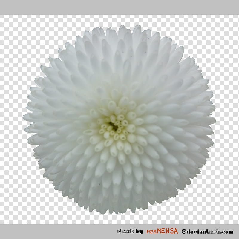 Bellis white transparent background PNG clipart