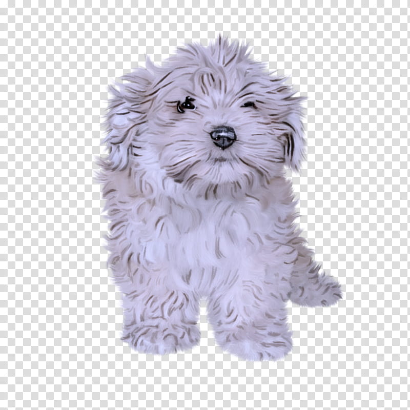 dog puppy maltese havanese schnoodle transparent background PNG clipart