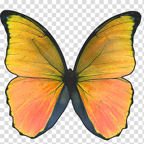 Mariposas, yellow, orange, and black butterfly art transparent background PNG clipart