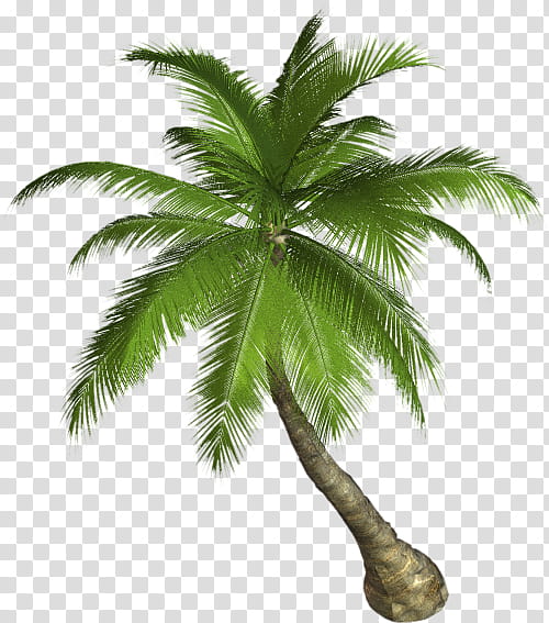 , green and brown coconut tree transparent background PNG clipart