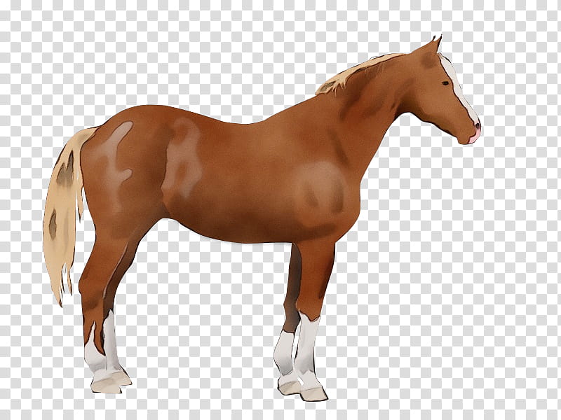 Female Horse Animal Masculinity, Watercolor, Paint, Wet Ink, Woman, Video, Mpeg4 Part 14, Boy transparent background PNG clipart