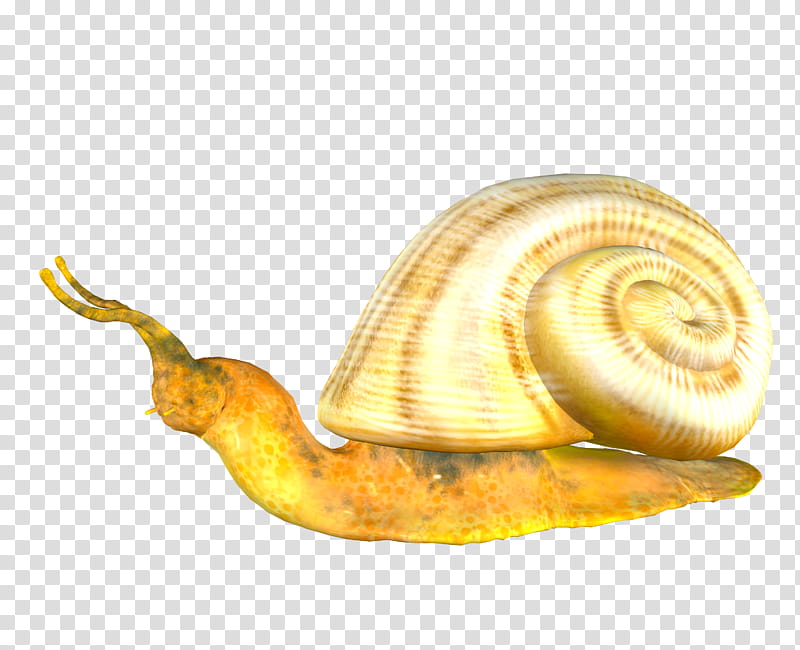 snail, brown snail illustration transparent background PNG clipart
