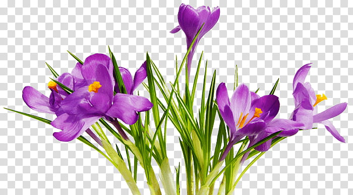 selective focus of purple crocus flowers in bloom transparent background PNG clipart