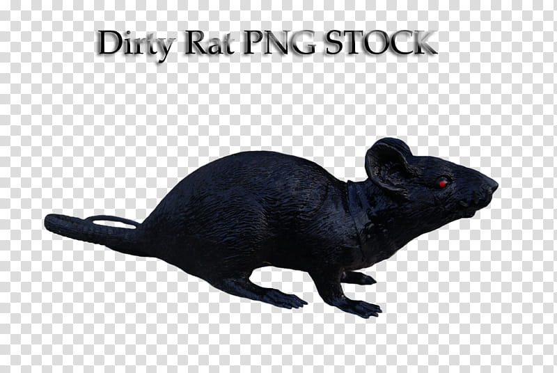 Rat, black rat illustration transparent background PNG clipart