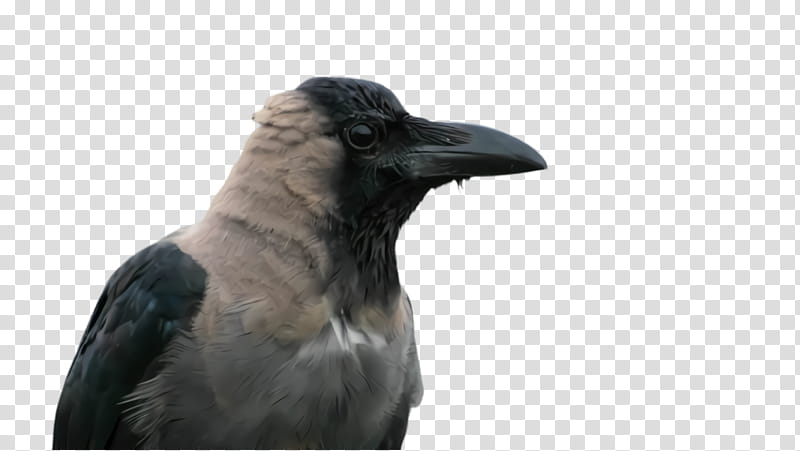 bird crow raven raven beak, Crowlike Bird, American Crow, New Caledonian Crow, Perching Bird transparent background PNG clipart