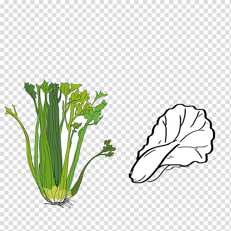 Vegetables, Celery, Raster Graphics, Food, Napa Cabbage, Plant, Leaf Vegetable, Grass transparent background PNG clipart