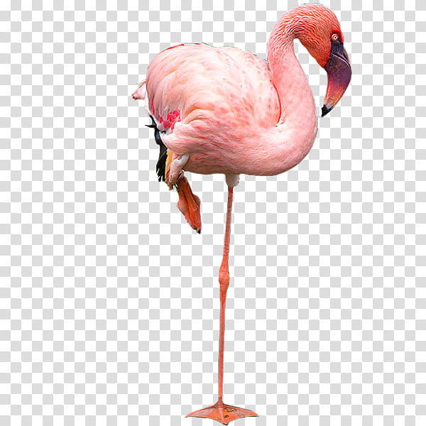 Flamingo, grapher, Advertising Agency, Graphic Artist, Creativity, Communication, Clipping Path, Bird transparent background PNG clipart