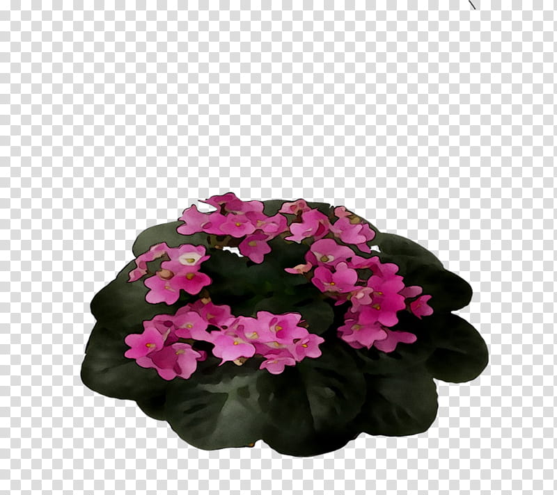 Pink Flower, Cranesbill, Annual Plant, Herbaceous Plant, Impatiens, Pink M, Cut Flowers, Shrub transparent background PNG clipart