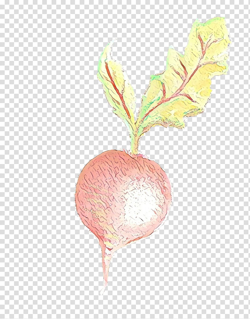 Twig, Radish, Fruit, Beetroot, Turnip, Plant, Leaf, Flower transparent background PNG clipart