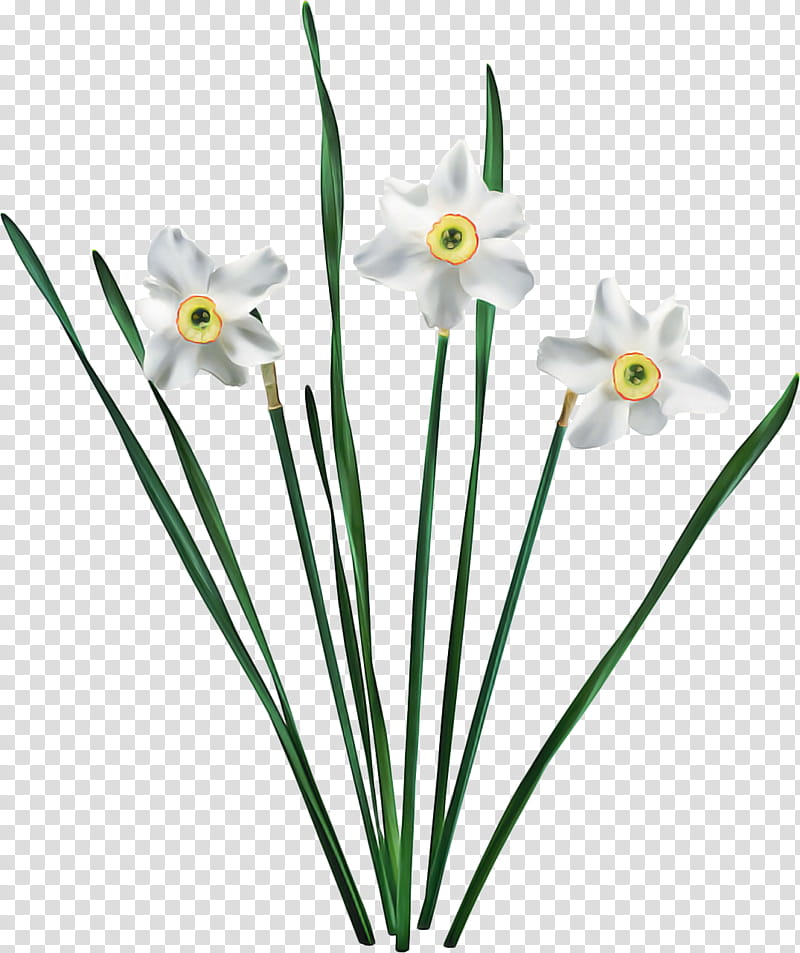 Lily Flower, Jonquil, Bunchflowered Daffodil, Cut Flowers, Amaryllis, Plants, Jonquille, Flower Bouquet transparent background PNG clipart