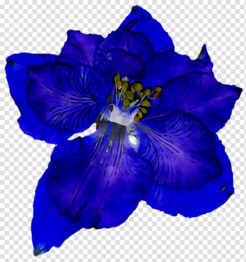 Blue Iris Flower, Violaceae, Cut Flowers, Petal, Cobalt Blue, Purple, Violet, Plant transparent background PNG clipart