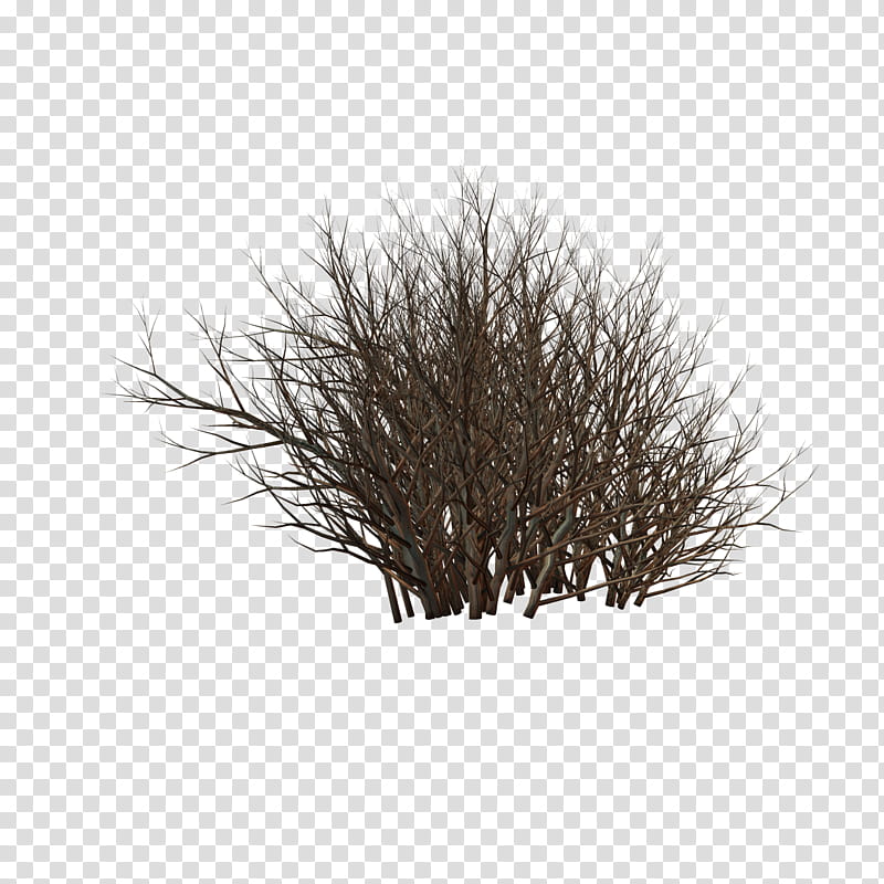 dead , brown bare tree transparent background PNG clipart