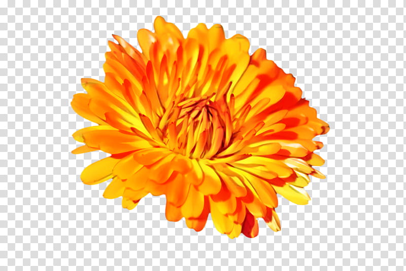 Flowers, Marigold, Blossom, Bloom, Flora, Chrysanthemum, Transvaal Daisy, Cut Flowers transparent background PNG clipart