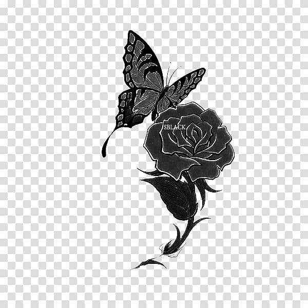Materials, black rose and butterfly illustration transparent background PNG clipart
