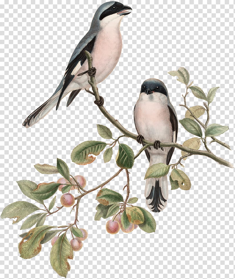 Fruit Tree, Bird, Birds Of Great Britain, Drawing, Digital Art, Shrike, Artist, Collage transparent background PNG clipart