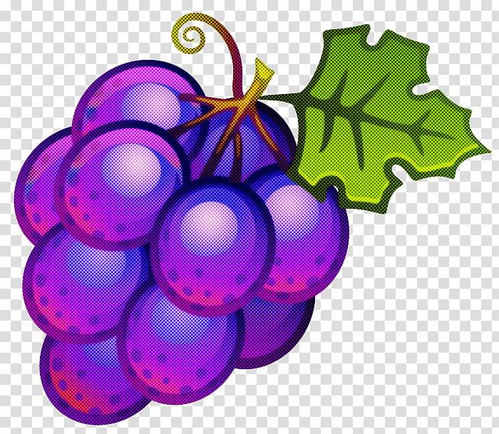 grape grapevine family purple violet vitis, Plant, Seedless Fruit, Ornament transparent background PNG clipart