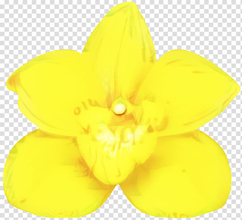 Yellow, Narcissus, Petal, Flower, Plant, Wheel transparent background PNG clipart