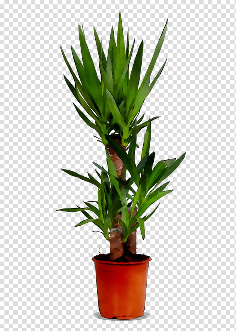 Cartoon Palm Tree, Houseplant, Trunk, Zimmerpalme, Orchids, Spineless Yucca, Plants, Garden transparent background PNG clipart