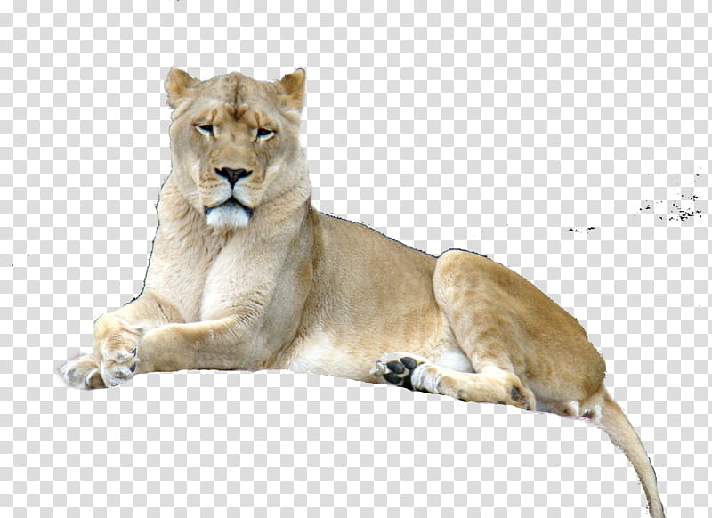 lion, brown lioness transparent background PNG clipart