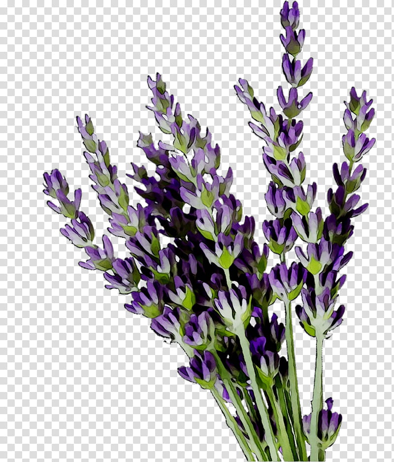 Lavender Flower, English Lavender, French Lavender, Plant, Lavandula Dentata, Purple, Fernleaf Lavender, Egyptian Lavender transparent background PNG clipart