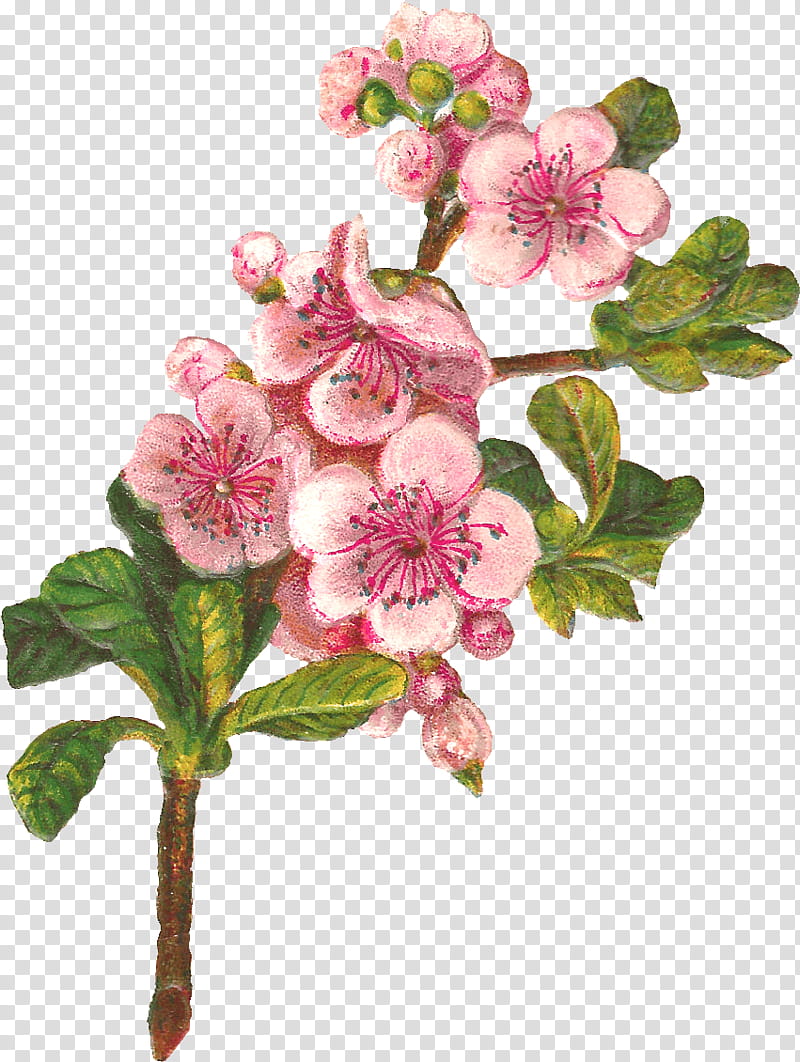 Rose Flower Drawing, Blossom, Almond Blossoms, Apple, Poppy, Cherry Blossom, Plant, Petal transparent background PNG clipart