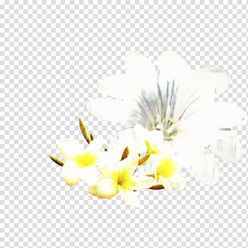 Flowers, Petal, Still Life , Cut Flowers, Branch, Computer, Plants, Branching transparent background PNG clipart