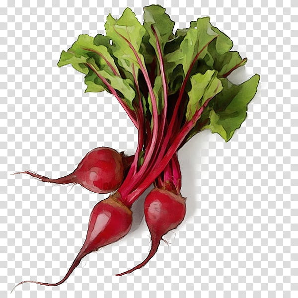 beet beetroot beet greens radish vegetable, Watercolor, Paint, Wet Ink, Leaf Vegetable, Turnip, Food, Chard transparent background PNG clipart